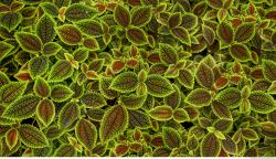 Photo Textures of Tropical Plants